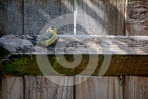 Juvenile blue tit bird, cyanistes caeruleus. Less than an hour after fledging from the nest box, juvenile bluetit perched on a