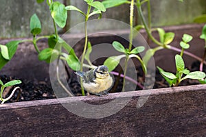 Juvenile blue tit bird, cyanistes caeruleus. Less than an hour after fledging from the nest box, juvenile bluetit perched on a