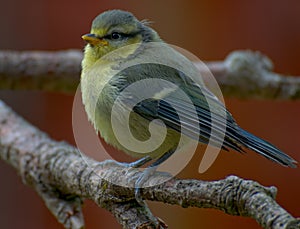 Juvenile Blue Tit on a Branch