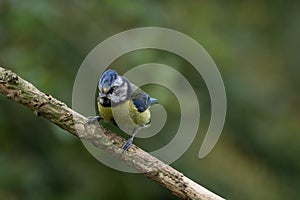 Juvenile Blue Tit on Branch