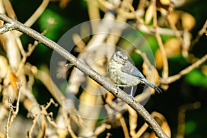 A Juvenile Blue Tit (Cyanistes caeruleus) taken in London