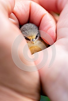 Juvenile blue tit in hand