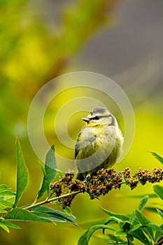 Juvenile Blue tit on a tree branch