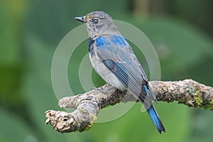 Juvenile Blue-and-white Flycatcher