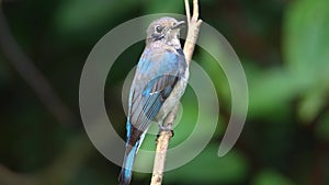 Juvenile Blue-and-white Flycatcher