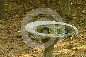 A Juvenile Bluebird Perched on a Bird Bath in Spring.