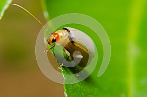 Juvenile bombardier beetle