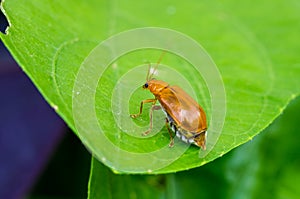 Juvenile bombardier beetle