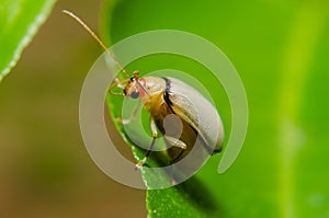 Juvenile bombardier beetle