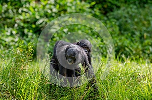 Juvenile Bonobos. Green natural background.