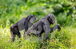 Juvenile  Bonobos. Green natural background.