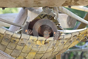 A juvenile Bornean Orangutan Pongo pygmaeus