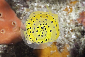 Juvenile Boxfish