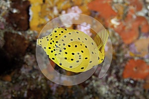 Juvenile Boxfish