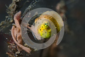 Juvenile Boxfish Ostracion cubicus