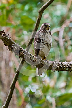 Juvenile Broad-winged Hawk