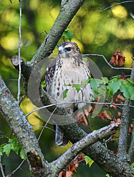 Juvenile Broad-winged Hawk hunting