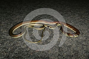 Juvenile Bronzeback tree snake