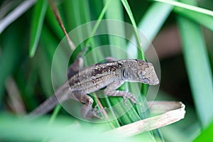 Juvenile brown anole, Anolis sagrei