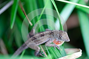 Juvenile brown anole, Anolis sagrei