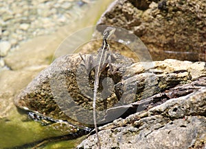 A juvenile brown basilisk near the water