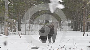 Juvenile Brown bear in the snow in the winter forest. Scientific name: Ursus arctos. Natural habitat. Winter season