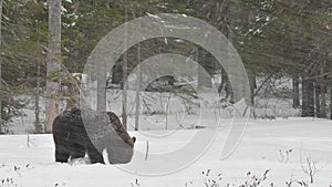 Juvenile Brown bear in the snow in the winter forest. Scientific name: Ursus arctos. Natural habitat. Winter season