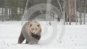 Juvenile Brown bear in the snow in the winter forest. Scientific name: Ursus arctos. Natural habitat. Winter season