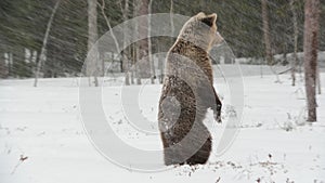 Juvenile Brown bear in the snow in the winter forest. Scientific name: Ursus arctos. Natural habitat. Winter season