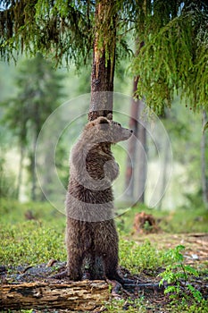 The juvenile brown bear standing on hinder legs.