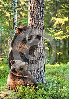 Juvenile Brown bear (Ursus Arctos Arctos) climb on the tree