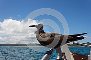 Juvenile Brown Noddy Bird Anous stolidus perching in a boat, Madagascar