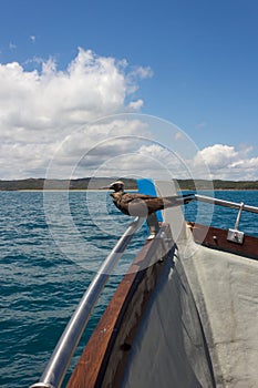 Juvenile Brown Noddy Bird Anous stolidus perching in a boat, Madagascar photo