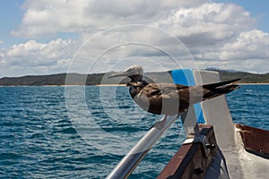 Juvenile Brown Noddy Bird Anous stolidus perching in a boat, Madagascar photo