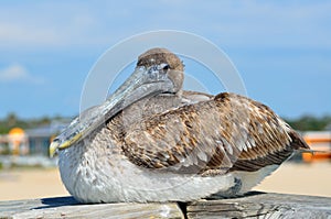 Juvenile Brown Pelican