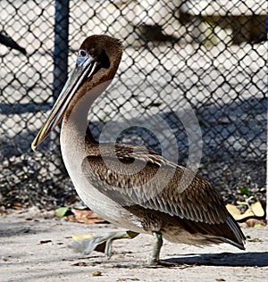 A Juvenile Brown Pelican