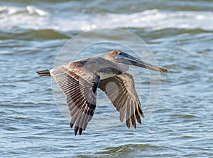 Juvenile Brown Pelican