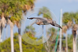 Juvenile Brown Pelican in flight.