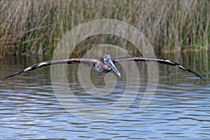 Juvenile Brown Pelican in Flight