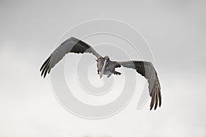 Juvenile Brown Pelican in flight - Galapagos Islands