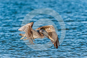 Juvenile Brown Pelican flying over the Gulf of Mexico.Fort Myers Beach.Florida.USA