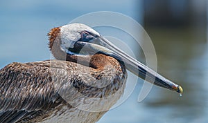 Juvenile brown pelican - Pelecanus occidentalis - close up side view of head and eye closed while sleeping