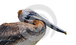 Juvenile brown pelican - Pelecanus occidentalis - close up side view of head and eye closed while sleeping. Isolated cutout on