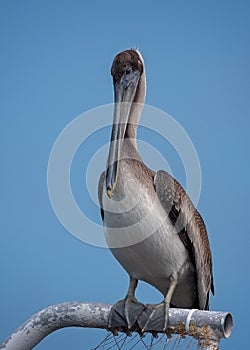 Juvenile Brown pelican perched on post