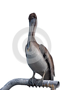 Juvenile Brown pelican perched on post isolated on white