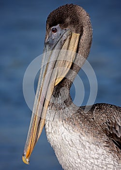 Juvenile Brown Pelican portrait
