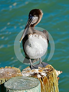 Juvenile Brown Pelican Standing on a Piling
