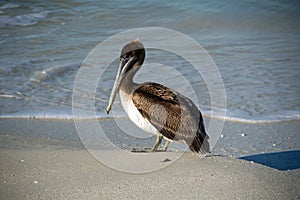 Juvenile Brown Pelican in the Surf