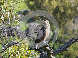 Juvenile brown snake-eagle isolated in the wild photo