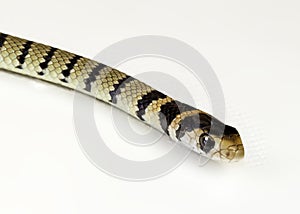 Juvenile brown snake